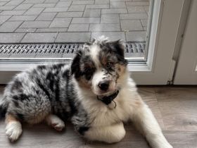Australian Shepherd