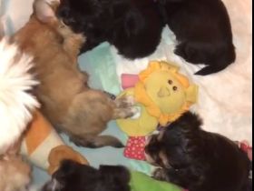 Edel Mix Yorkshire Terrier und die Mama Shih Tzu Mix