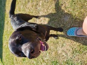 Deckrüde Labrador Schwarz mit Bolo Pads