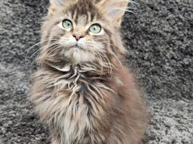 Maine Coon Kitten