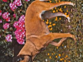 Schäferhundmischling