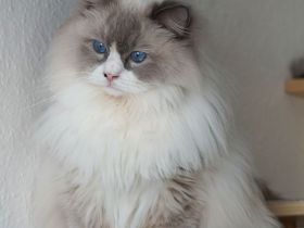 Atos: Sensible Liebe gehüllt in atemberaubende Schönheit