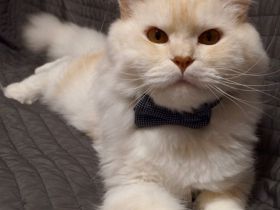 Deckkater Main Coon "Prinz"