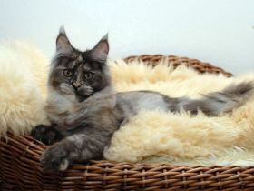 von der kleinen Insel