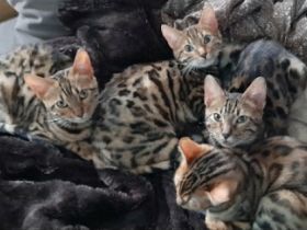 Bengal-Kitten suchen liebevolle Zuhause