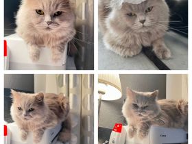 Kater Britisch Langhaar  liebevoll