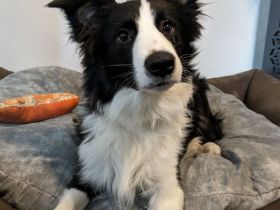 Reinrassiger Border Collie Rüde mit Papieren!