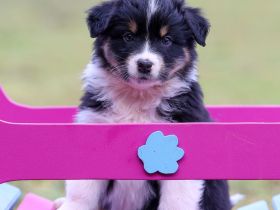 Australian Shepherd Welpen (Showlinie) - perfekt für die Familie