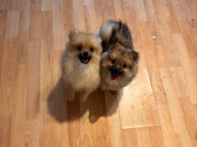 Süße Zwergspitz/ Pomeranian Welpen