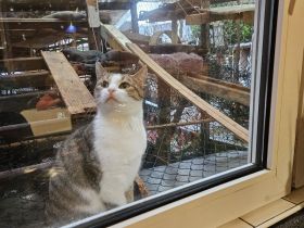 Kathrin, 1,5 j alte hübsche Katze, kastriert