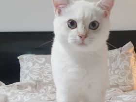 Bambino sucht eine Familie