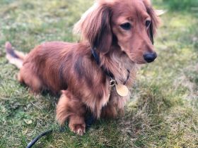 Langhaardackel Deckrüde