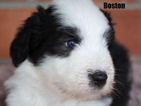 Wir freuen uns, dass alle Welpen ein tolles Zuhause gefunden haben........