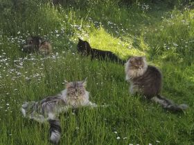 Maine Coon von Altmahd