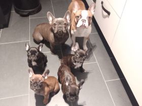 Drei französische Bulldoggen Mädels