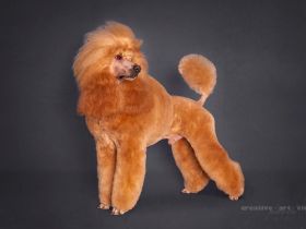 from Bella‘s Kingdom