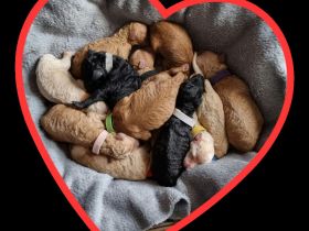 VWR Von Weissens Rasselbande