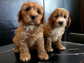 Cockapoo / Cockerdoodle