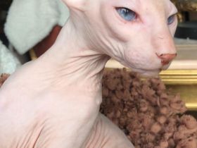 PETERBALD - Kätzche - ausgezeichnete Abstammung (FIFE) - viele Champions im Blut - mehrere Weltmeist