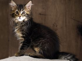 Maine Coon mit Stammbaum und niedrigem coi
