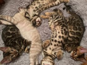 Reinrassige Bengalkitten mit Stammbaum zu verkaufen