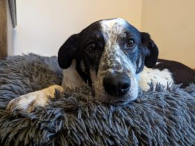 Katzenkenner Joshua sucht ein geduldiges Zuhause