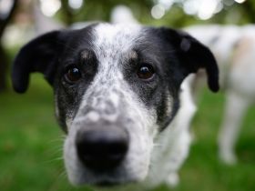 Katzenkenner Joshua sucht ein geduldiges Zuhause
