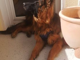 Altdeutscher Schäferhund Leo