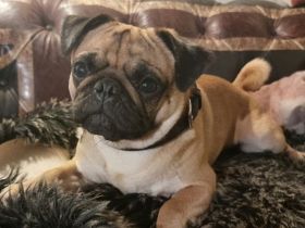 Mops Deckrüde apricot