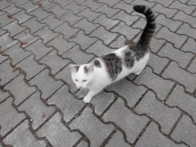 Liebe Kätzin vom Sommer 2023 abzugeben