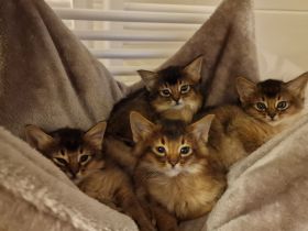 Zuckersüße Somali Kitten