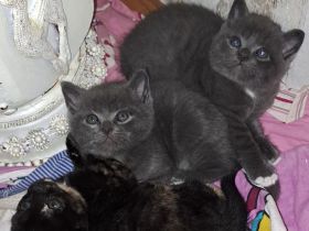 4 süße Perser BKH Mix Kitten suchen ihr für immer Zuhause