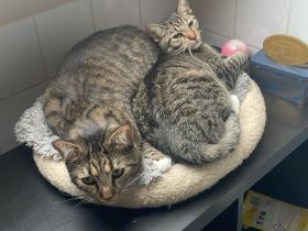 Zwei liebevolle Kater