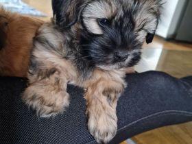 Havaneser Rüde Welpe