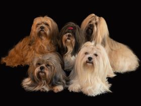 kleine Freunde vom Hollenstein