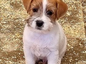 Jack Russell Terrier Welpe