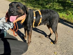 Der liebenswerte Vino sucht aktive Menschen