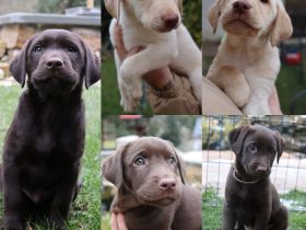 Labrador Welpen