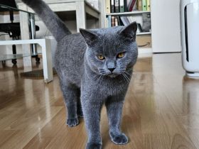 Reinrassiger BKH Deckkater aus Düsseldorf (Blutgruppe B)