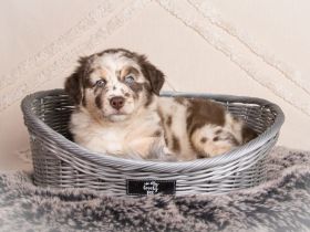 Australian Shepherd