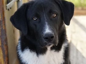 Fabius, geb. ca. 01/2023, lebt in GRIECHENLAND, im städt. Tierheim Serres