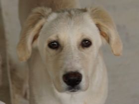 Hamilton, geb. ca. 01/2023, lebt in GRIECHENLAND, auf einer privaten Pflegestelle