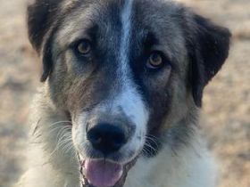 Joel, geb. ca. 01/2023, lebt in GRIECHENLAND, im städt. Tierheim Serres