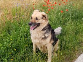 Liebe Gastfamilie für unseren Hund gesucht!