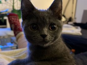 Reinrassige bkh katze