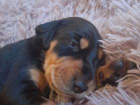 Brackenwelpen, siebenbürger, feiner Familienhund