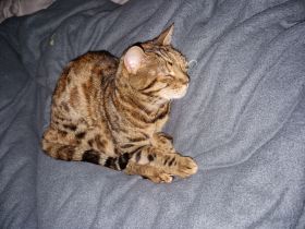 Bengal Katze Tara sucht ein liebevolles Zuhause