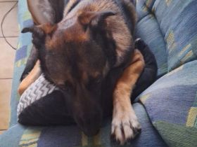 Schäfermischling 3 Jahre