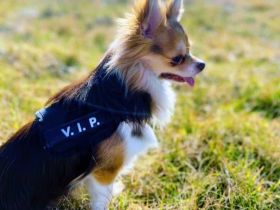 Chihuahua Rüde sucht zu Hause