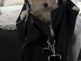 Malteser reinrassiger Welpe